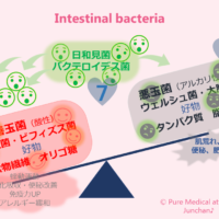 Intestinal bacteria