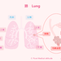 肺　Lung