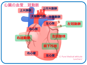 心臓の血管　冠動脈