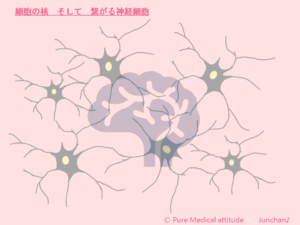 細胞の核　そして　神経細胞