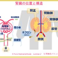 腎臓の位置と構造