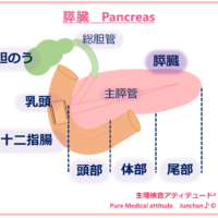 膵臓　Pancreas