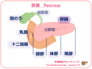 膵臓　Pancreas