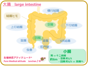 大腸　large intestine