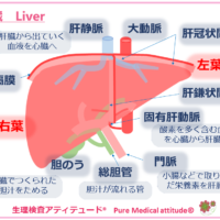 肝臓　Liver