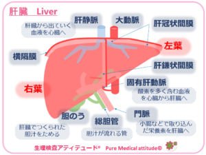 肝臓　Liver