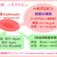 赤血球　ヘモグロビン