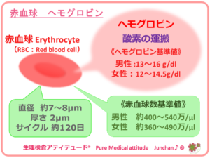 赤血球　ヘモグロビン