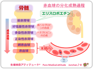 赤血球の分化成熟過程