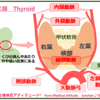 甲状腺　Thyroid