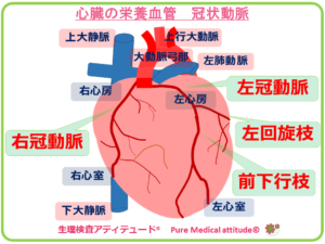 心臓の栄養血管　冠状動脈