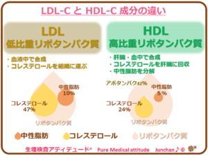LDL-C と HDL-C 成分の違い