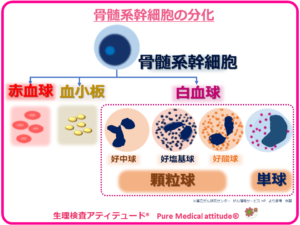 骨髄系幹細胞の分化