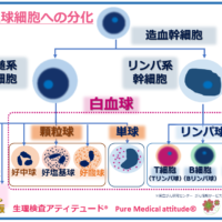 白血球細胞の分化