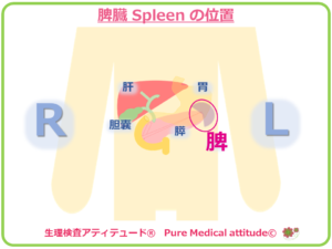 脾臓 Spleen の位置