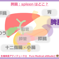 脾臓：spleen はどこ？