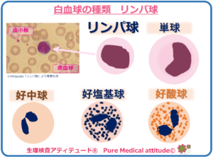 白血球の種類　リンパ球